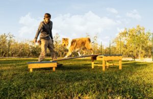 cane pastore scozzese in addestramento con educatore cinofilo. lezione di mobilità dog